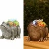 Assorted Alpine Solar Succulent Frog Garden Statue with LED Lights SLL2034SLR 1 Assorted Alpine Solar Succulent Frog Garden Statue with LED Lights SLL2034SLR -Alpine Official Shop 066befe0e16cddadd4612b01110ed6d91d981455 1317150069 1317150069 image sll2034slr