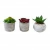 Alpine Succulent Decor with Cement Pot - Assorted WQA1216ABB - Decorative Planters -Alpine Official Shop 21636c604764b6316692aa625c3e873ce7b5d2c9 1317150213