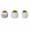 Alpine Succulent with Cement Pot Planter - Assorted KGD324ABB - Garden Accessories -Alpine Official Shop c0a87e30f050b1d6b601ef45d92ec12661162bcb 1317150152